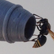 Don’t you dare: A keyhole wasp at the opening of a pitot probe.